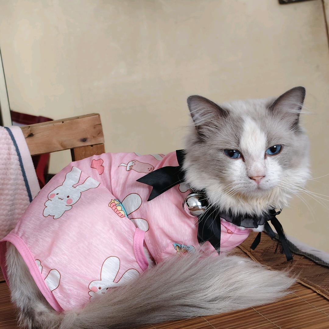 芙蓉白灵是只小猫咪🐈