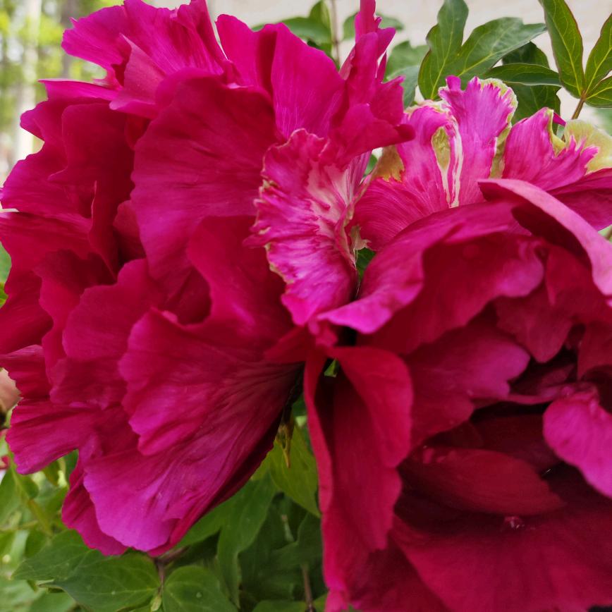 Z我的世界你不懂