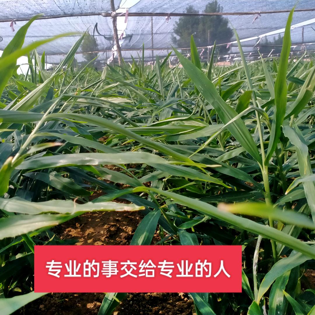 农   业