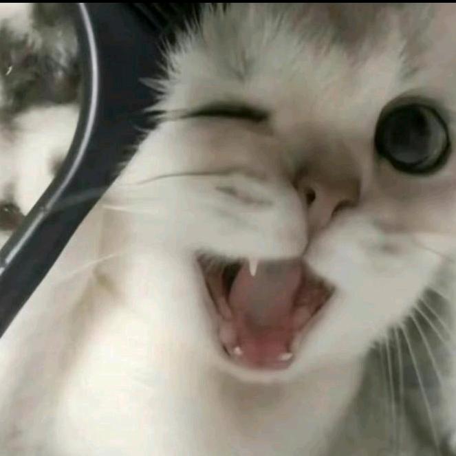 没猜错秃