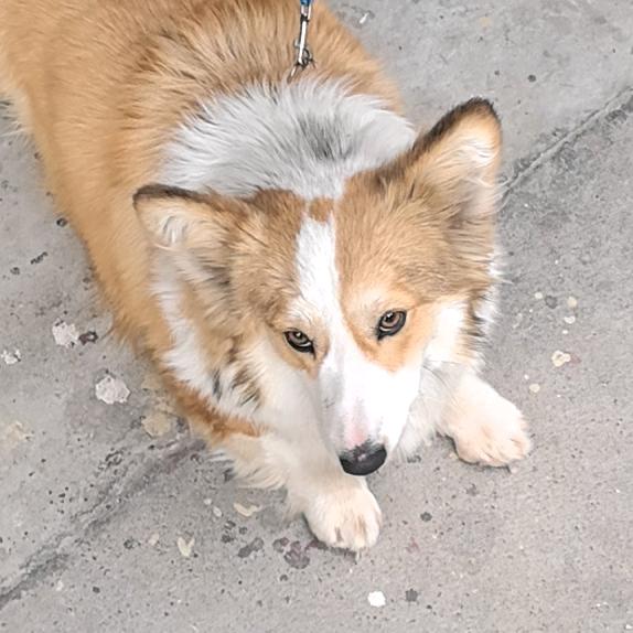 笨狗