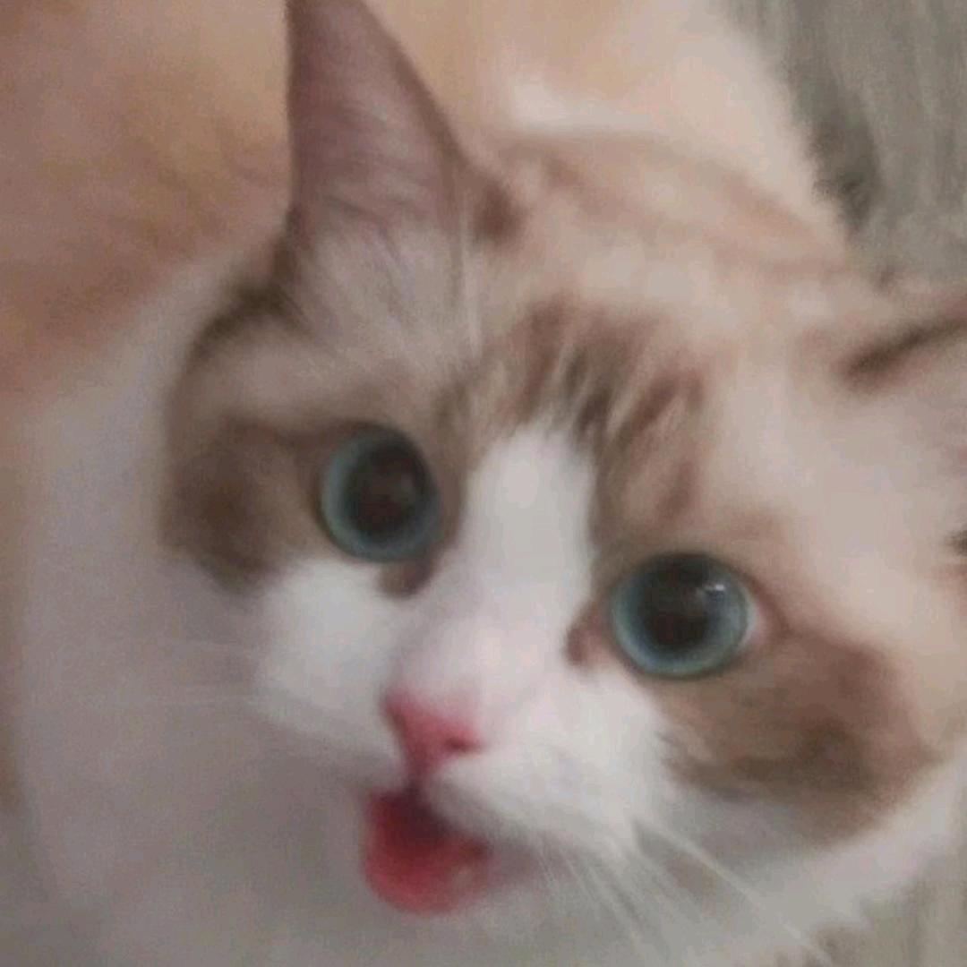 是琦琦啊