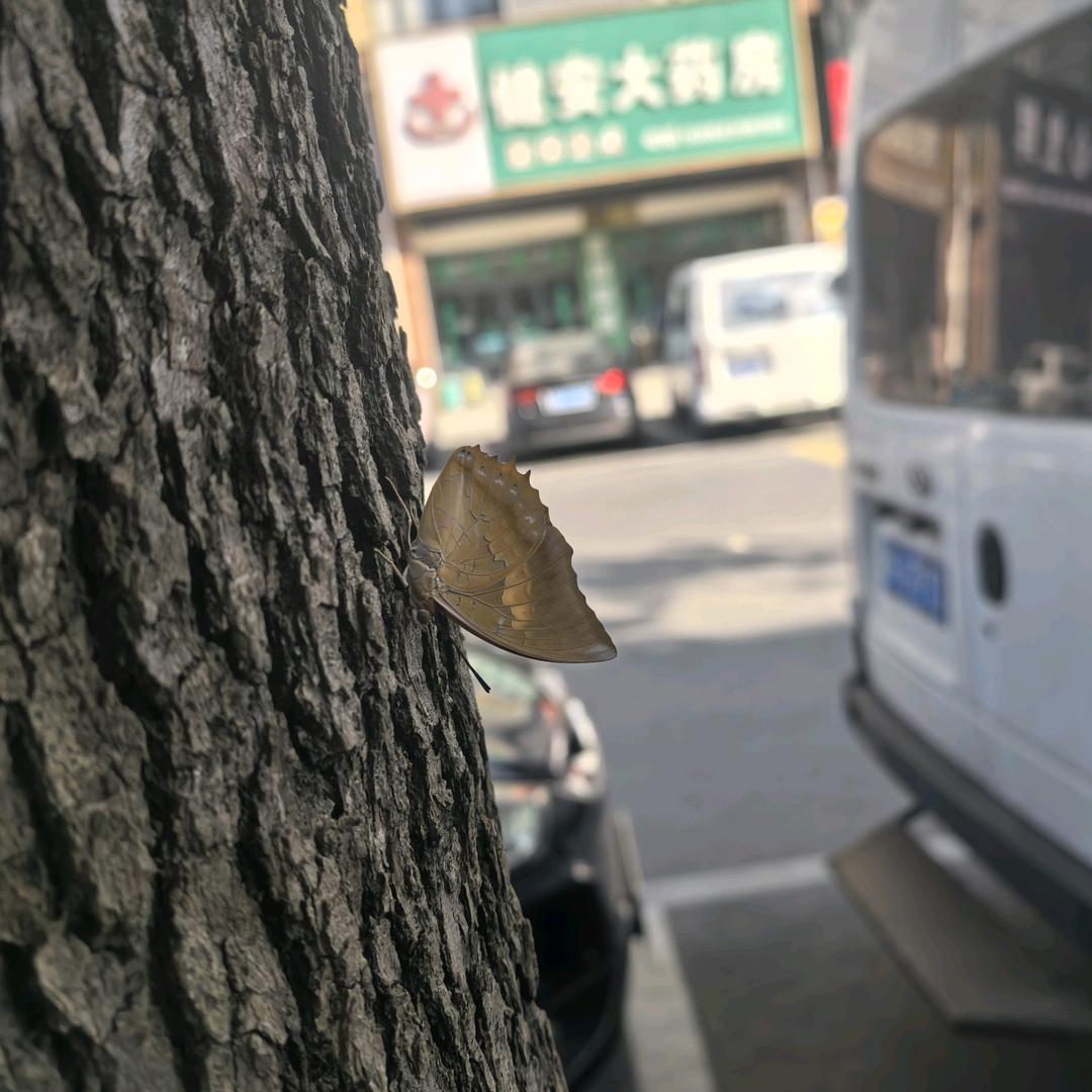 一闪一闪亮晶晶