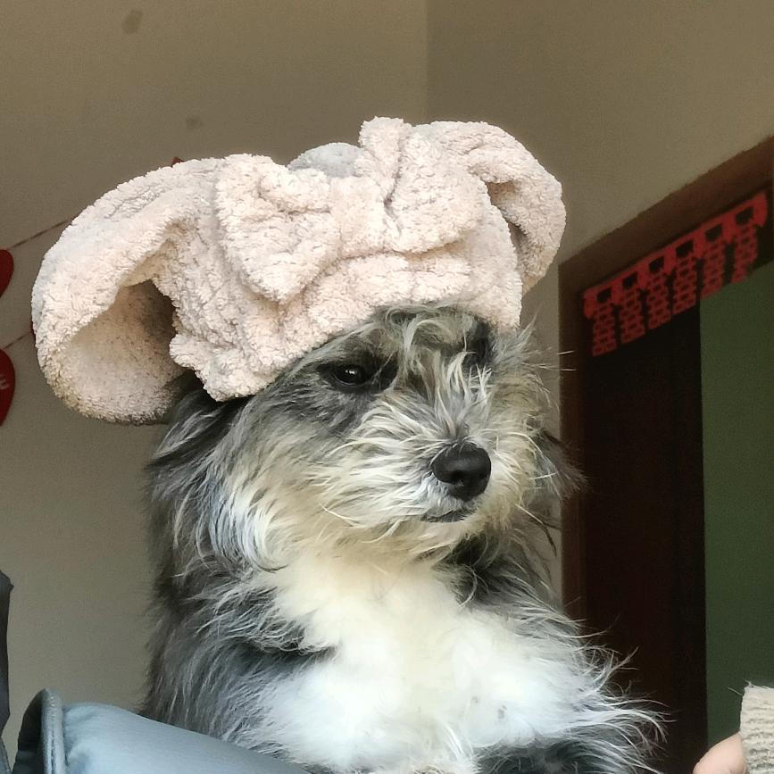 串串 黑芝麻🐕