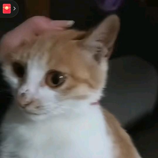 彭哥（正在努力中）