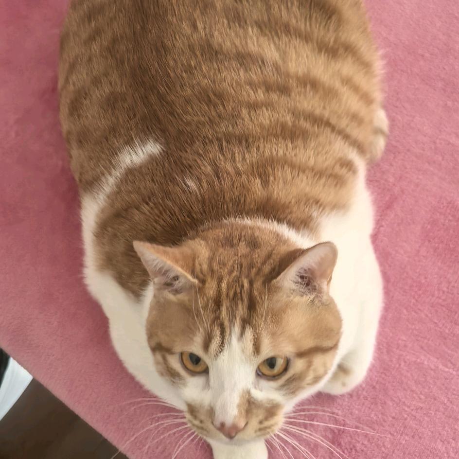 两只小肥猫