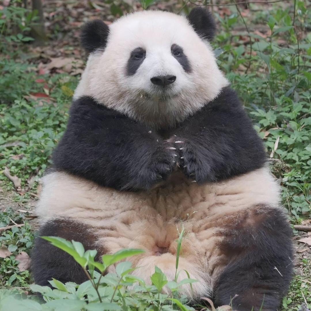 泡泡小熊