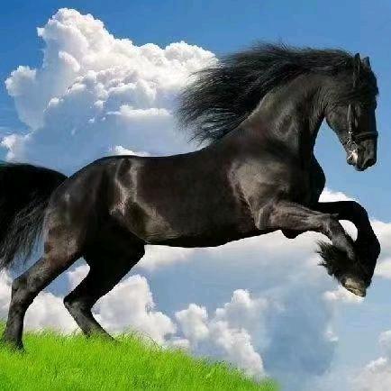 老郑农家纯粮黑猪肉