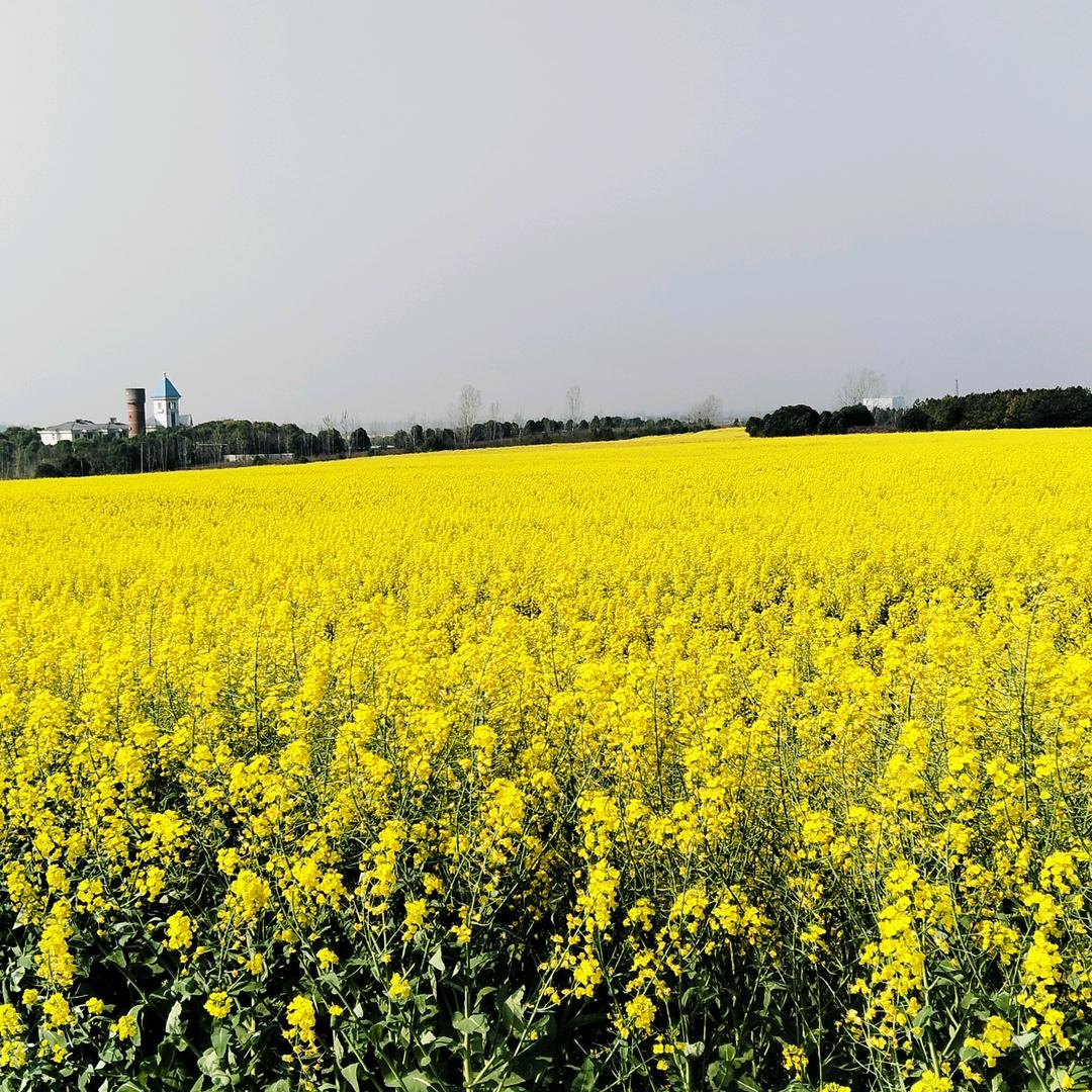 杨帆起航(乡村生活)