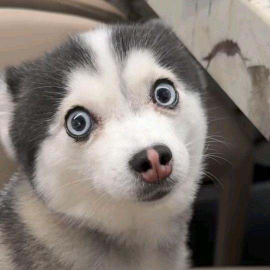 ༺ཌༀཉིༀൢ龍ༀ仔ൢༀༀད༻