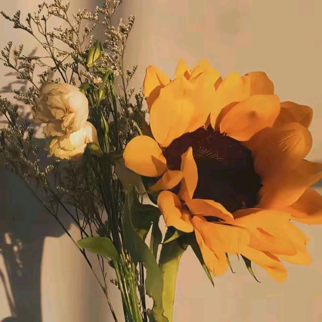 向阳而生🌻