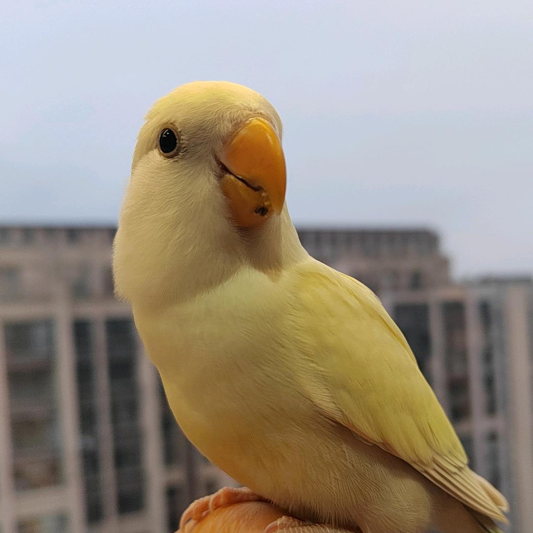 海口手养鹦鹉( 繁华霜xx）