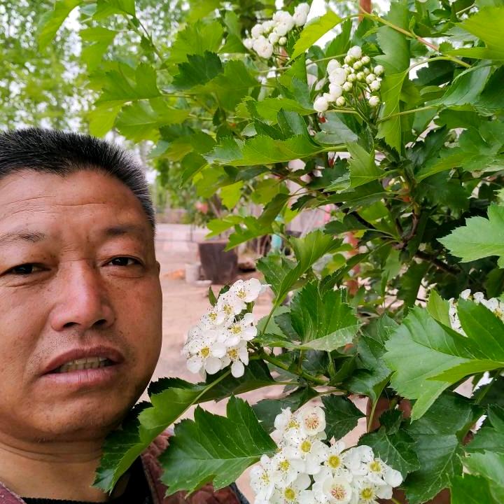 刁镇潘家苹果园