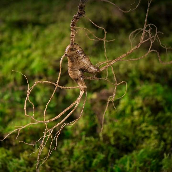 霖淼东北土特产商行养生坊
