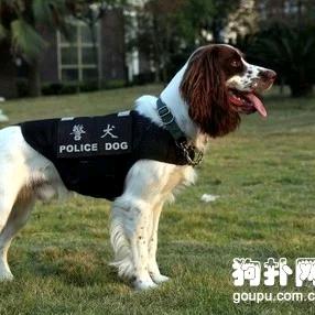 巨鹿（  史宾格）