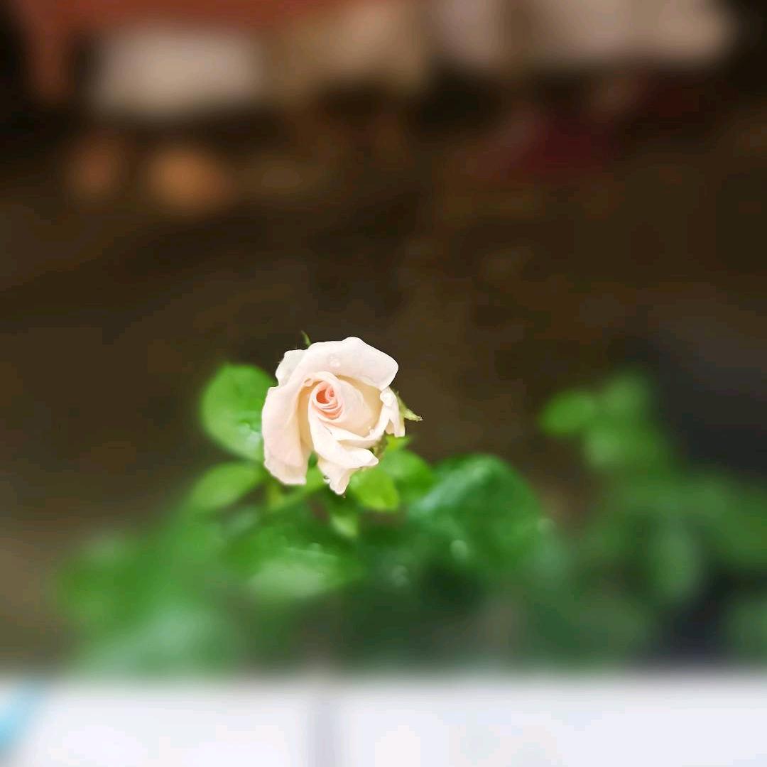 一枝独秀。