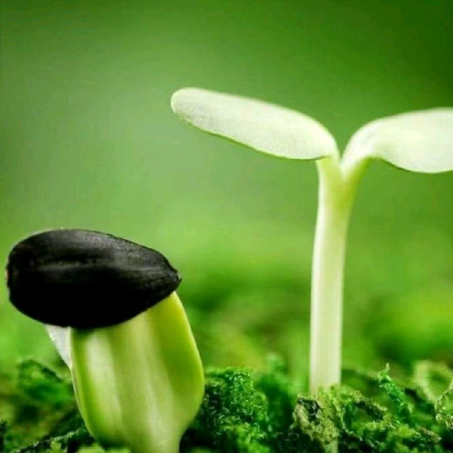 想回到最初的小草