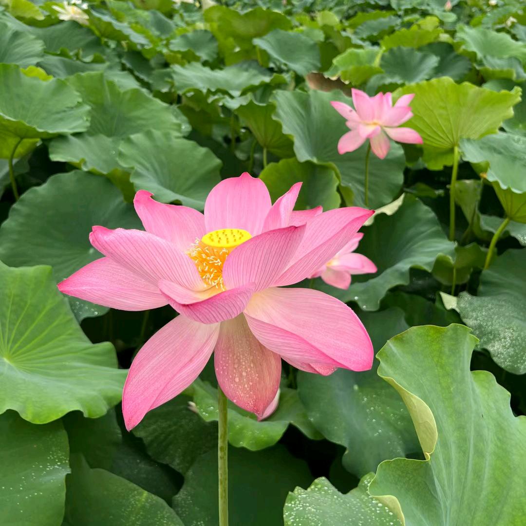 @感谢有你