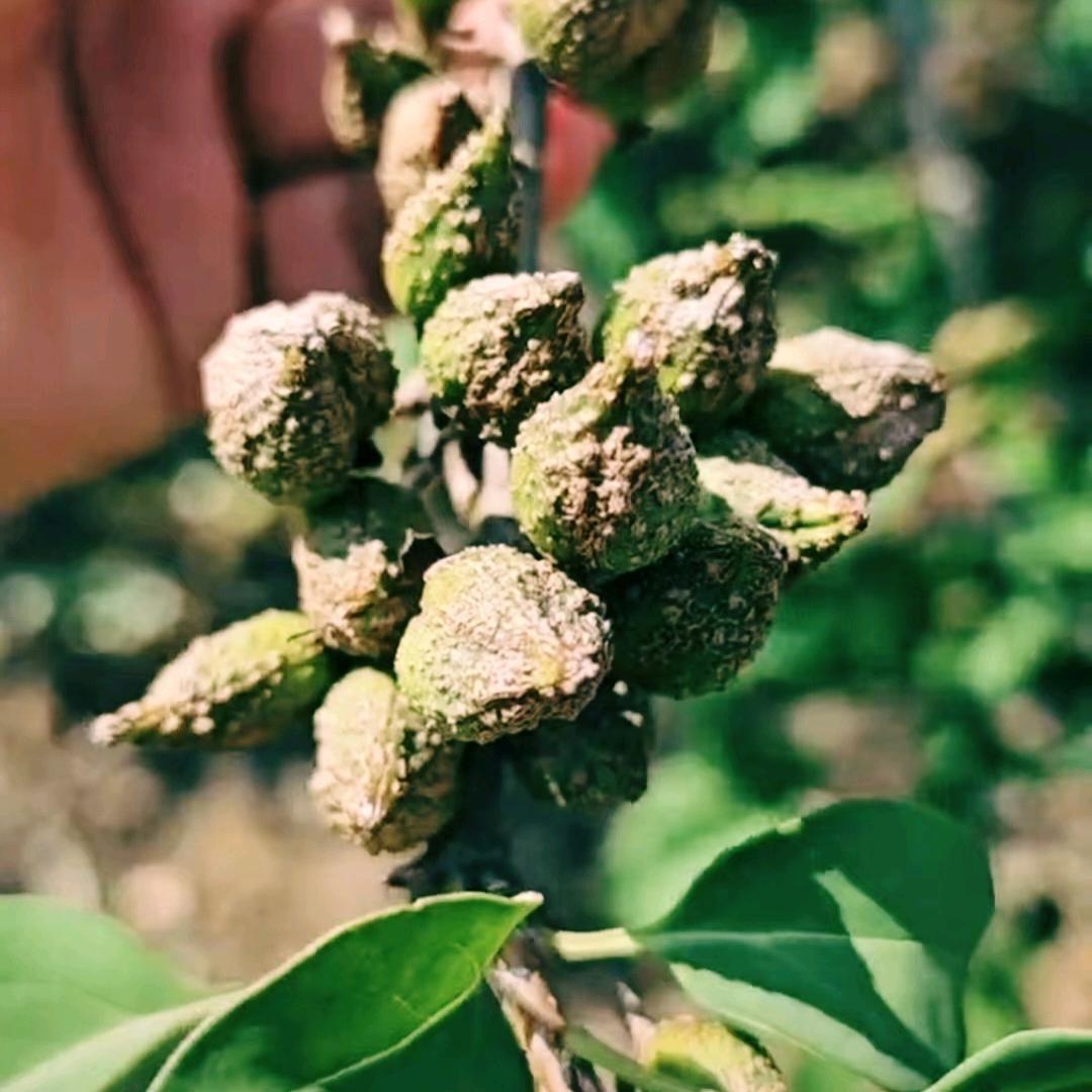 恒发～酸枣连翘