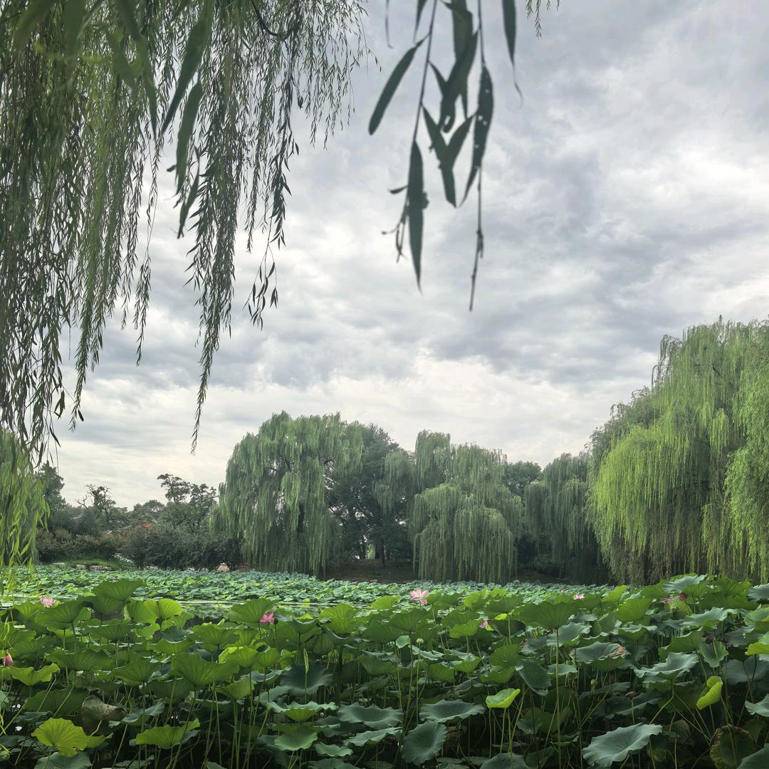 落欢芭乐果
