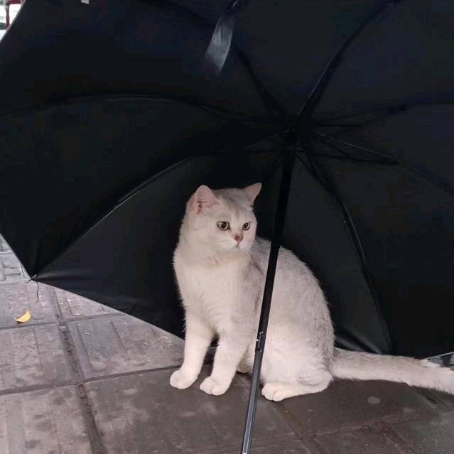 酒丫头