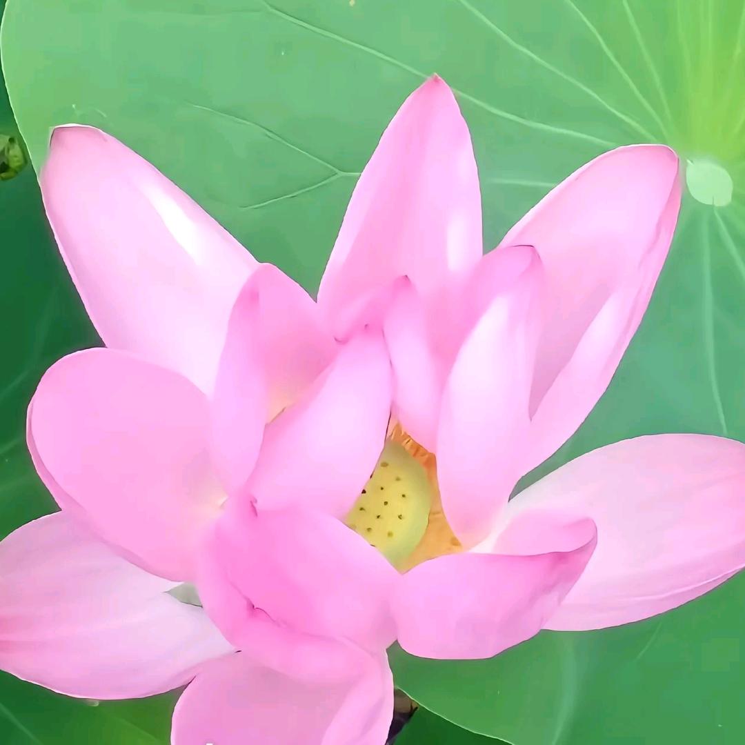 胡爷爷。9