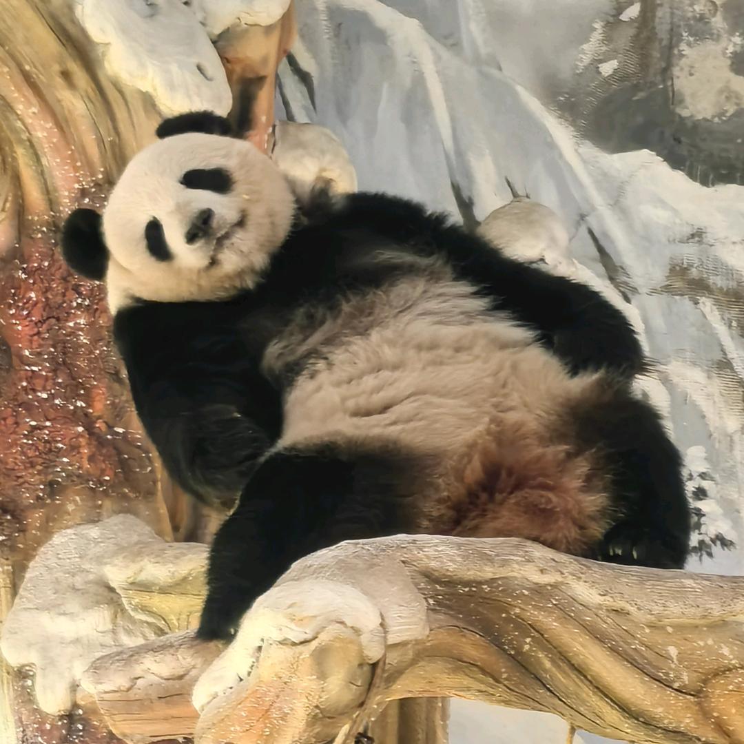 楠子🐼