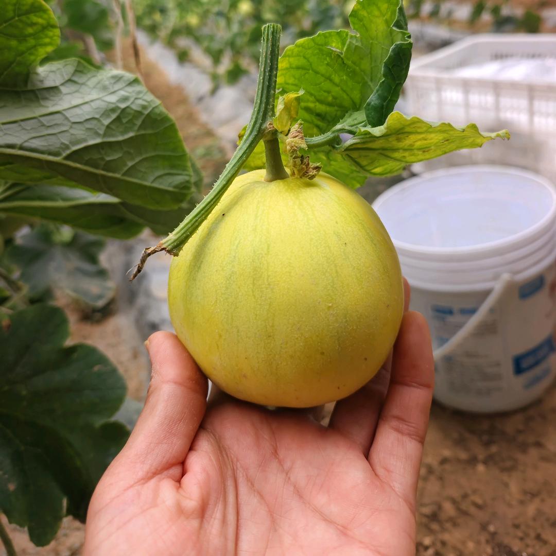 青岗集国光农化潘辉