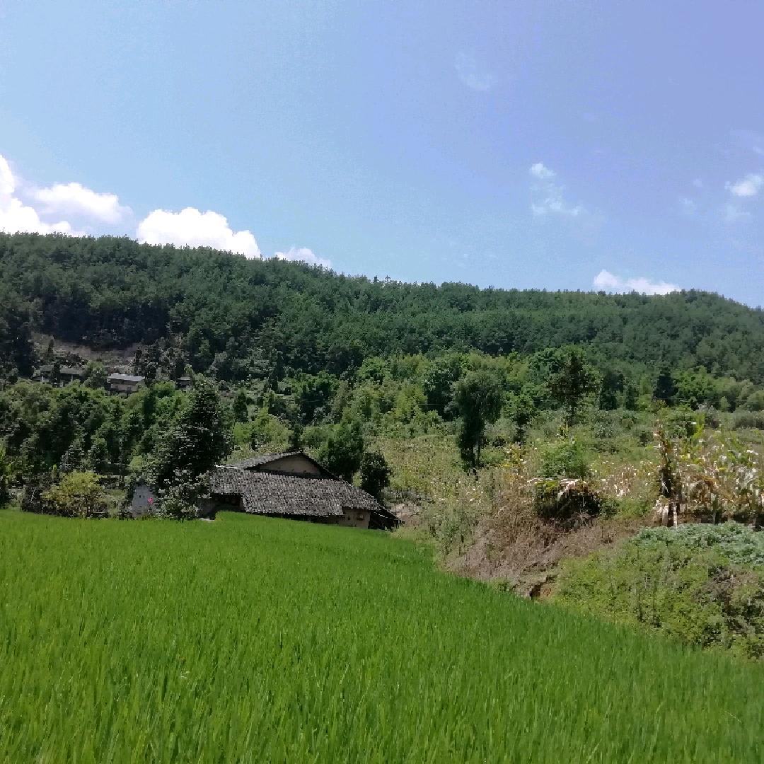 淡然一笑_245064955