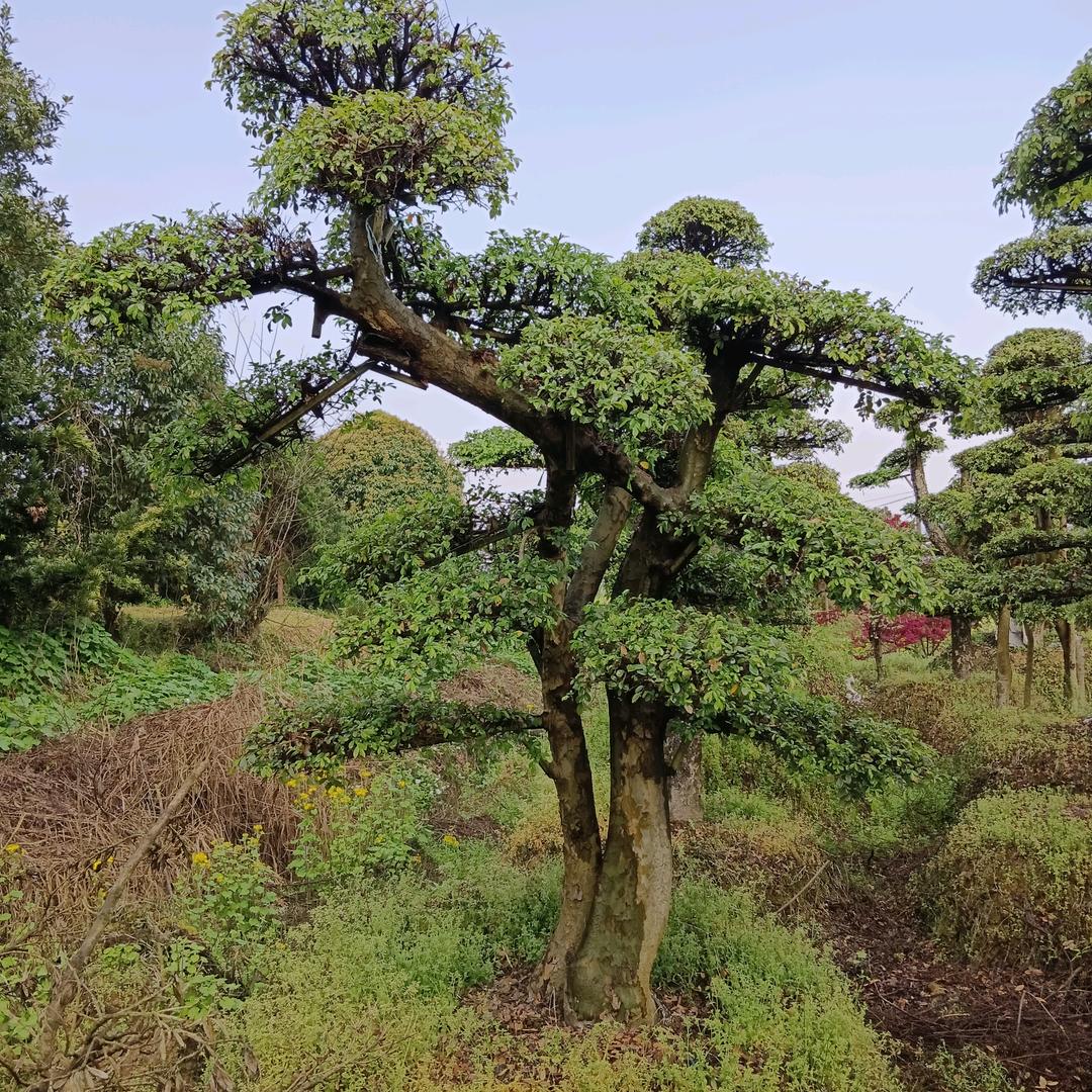 湖南森冠园艺有限公司