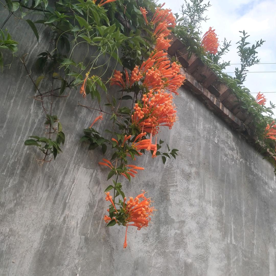 悠悠百合