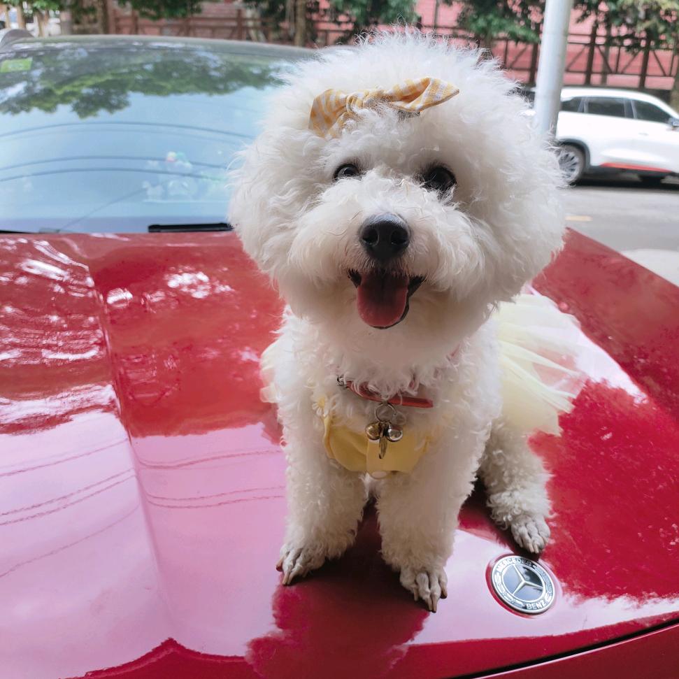 阿婷十糖糖(首播筹备中)