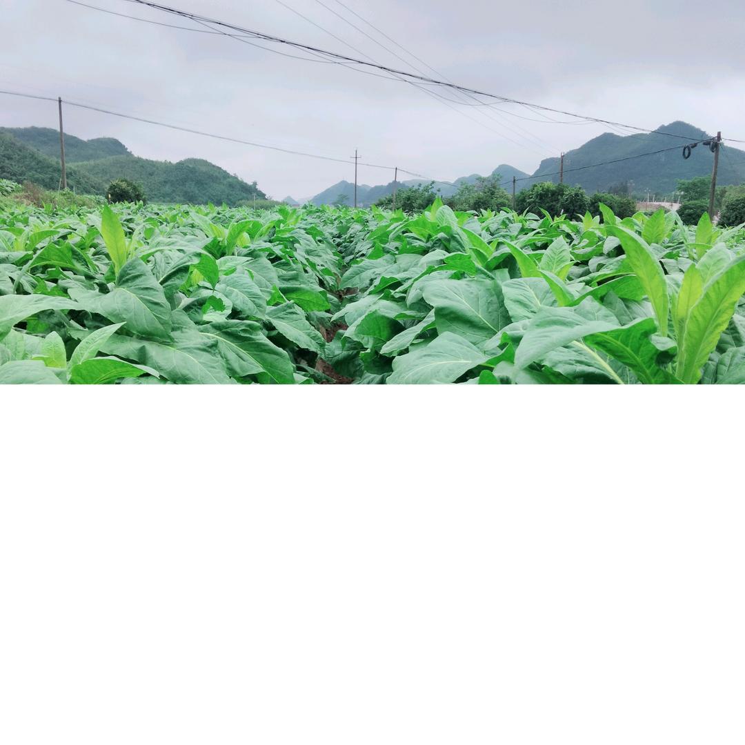 周治妹