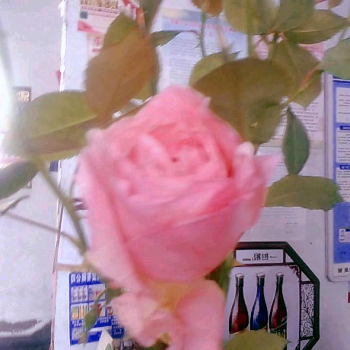 卢小芳
