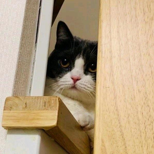 呆桃味的盛夏Ꮤ