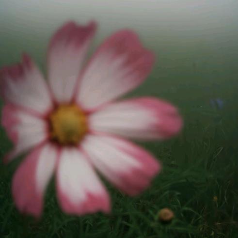 2007🌺
