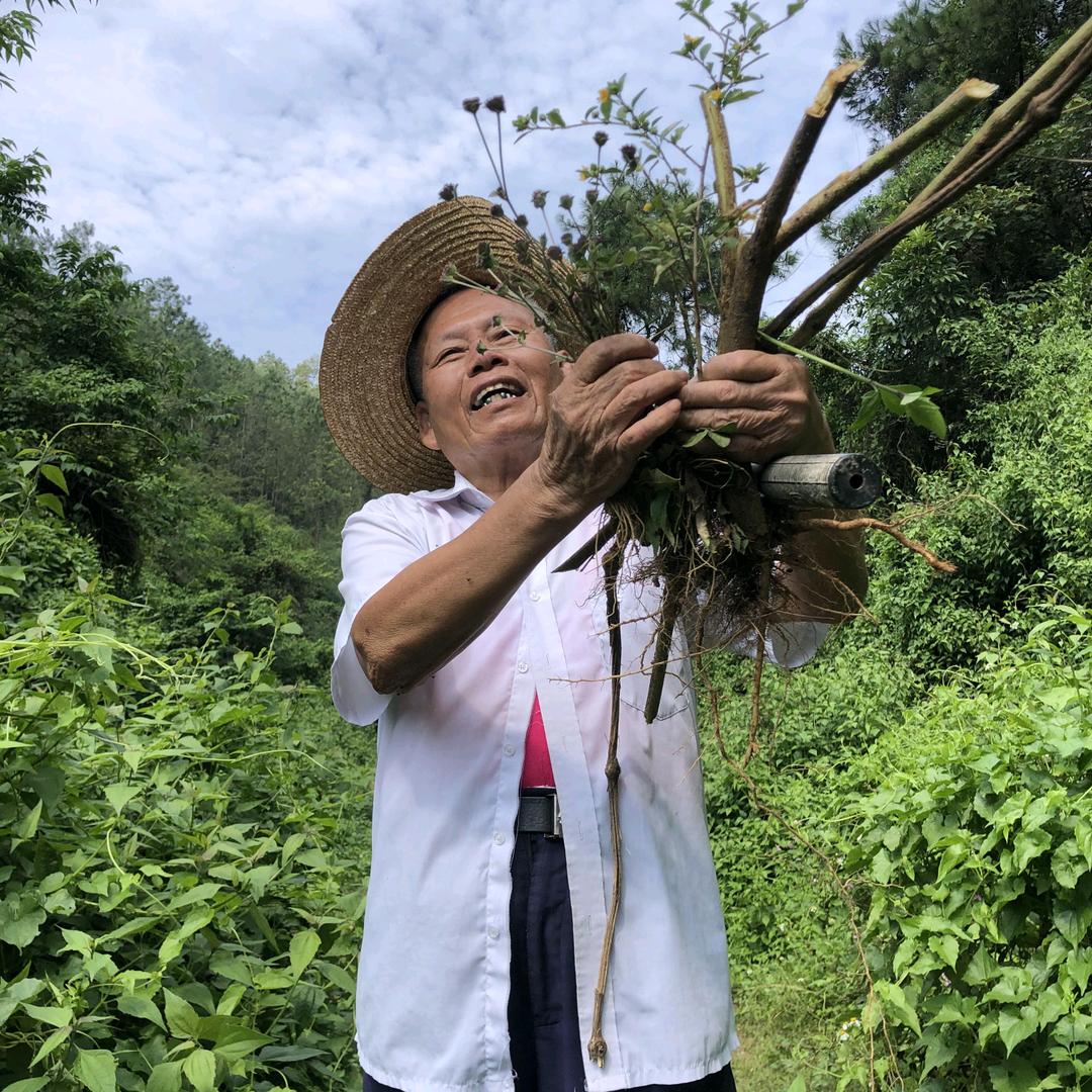 姥爷山草化石