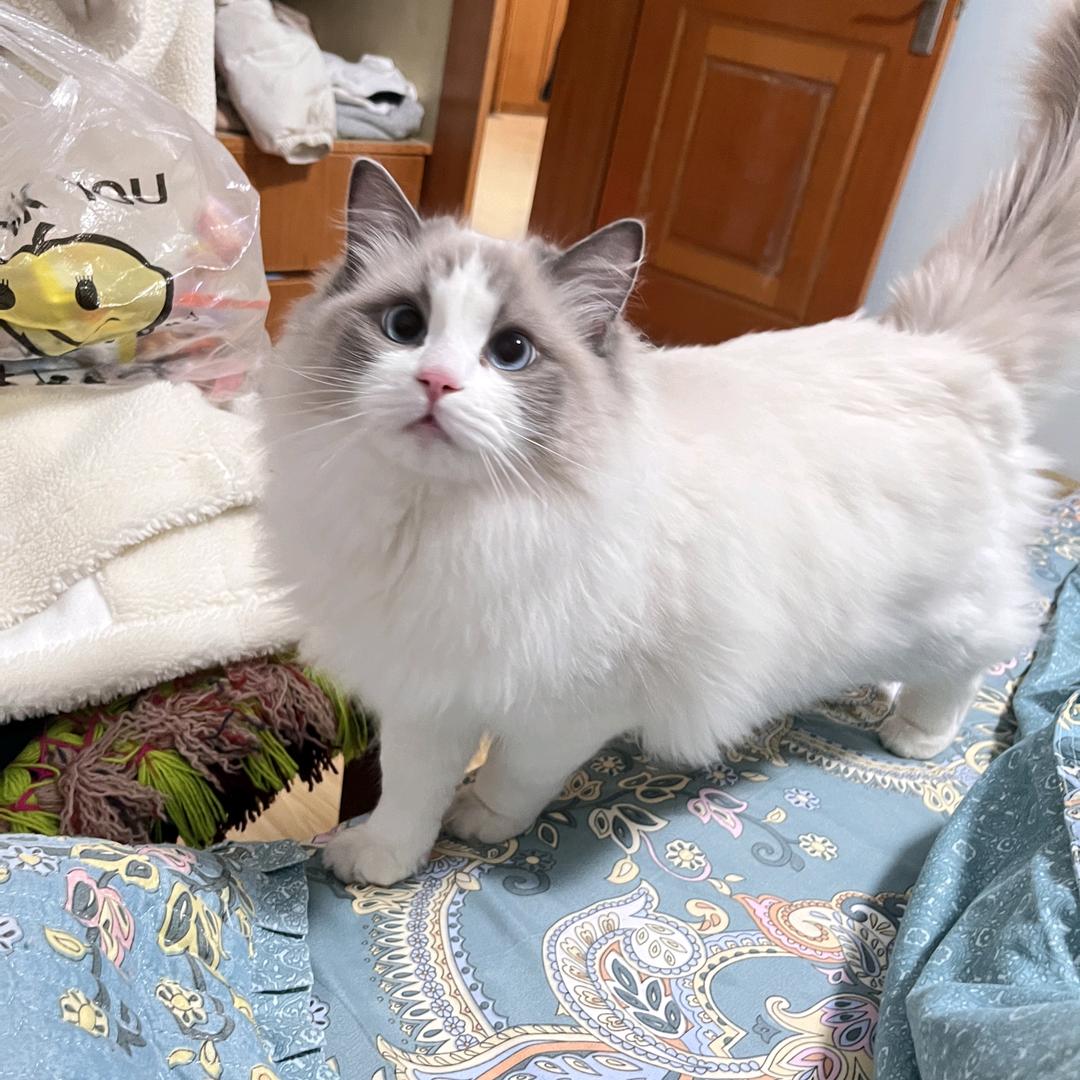 文趣宠物（岚图猫砂工厂）