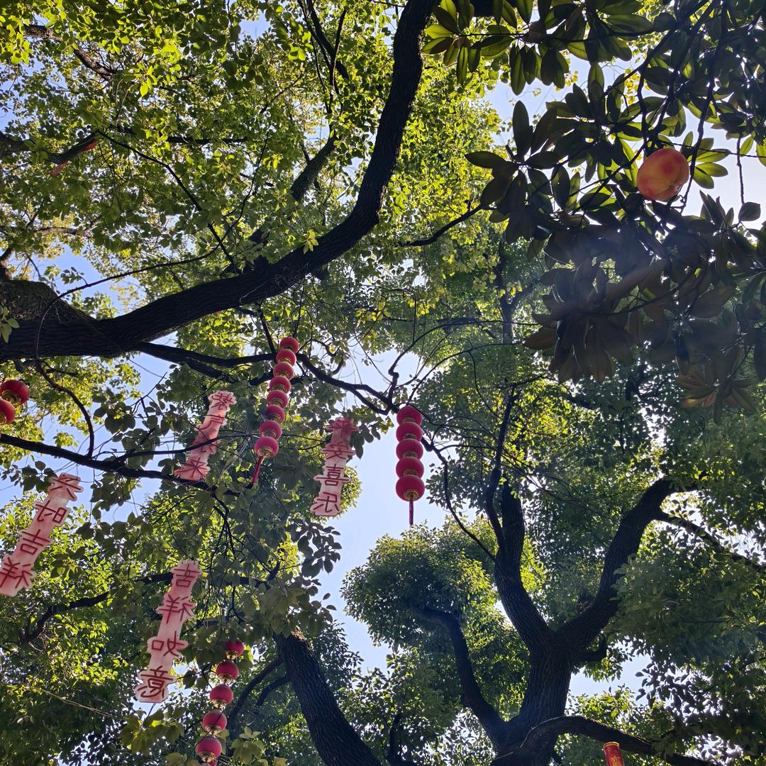 如愿^