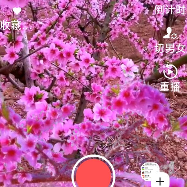 张丶