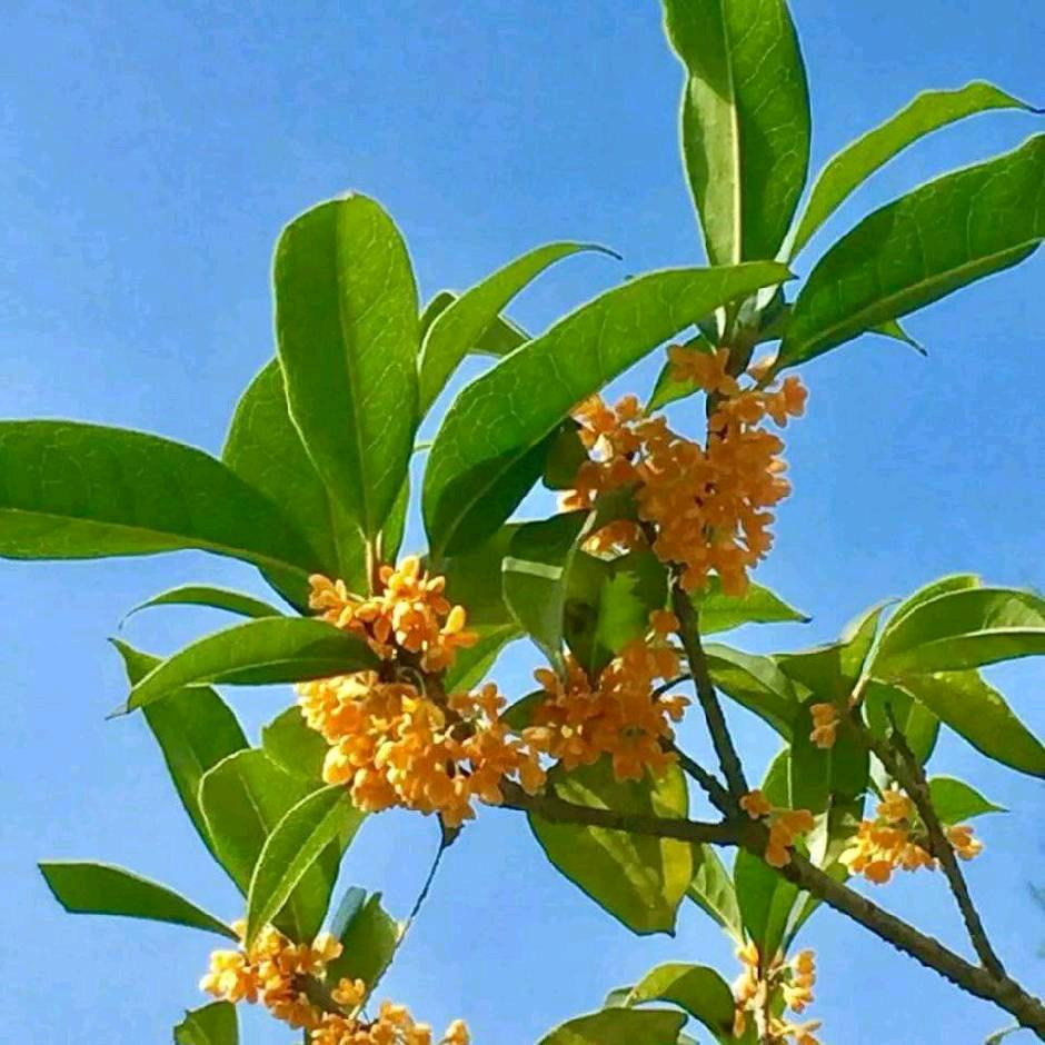 枝江市张店梅子溪村