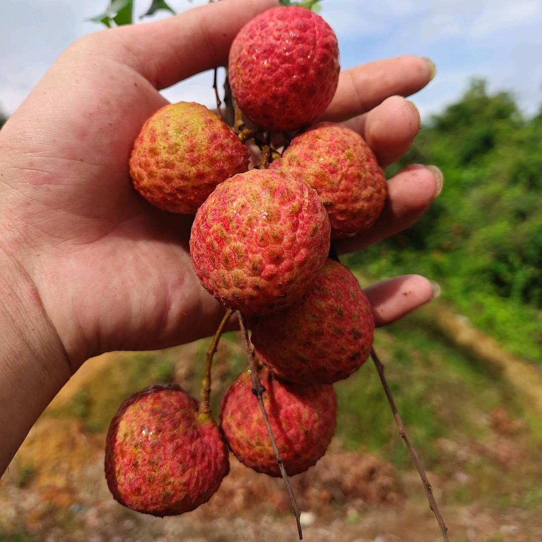 我的荔枝比她甜