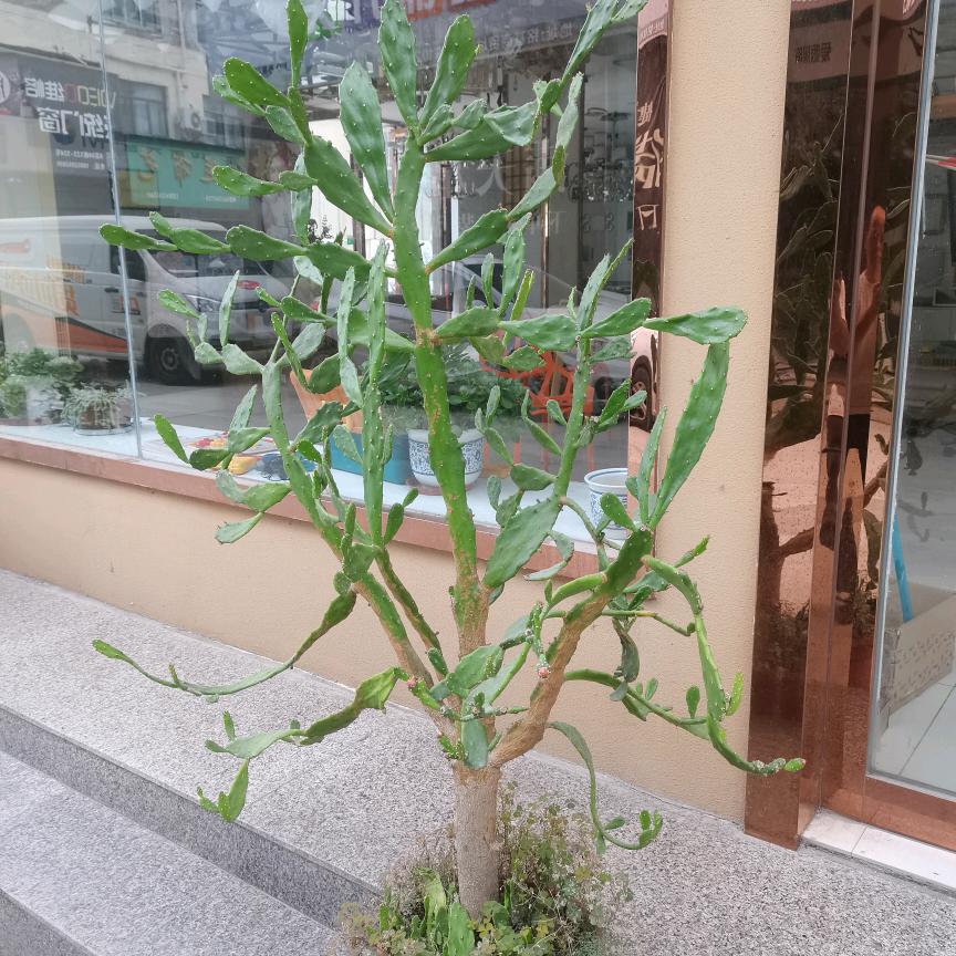 你是我的