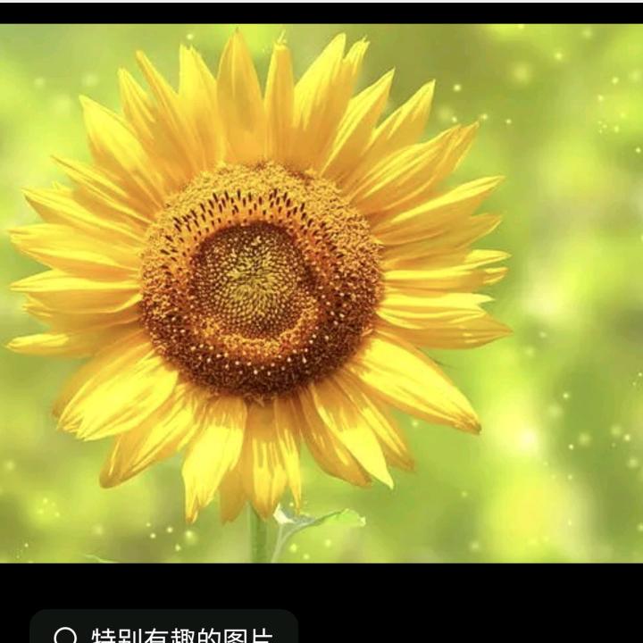 向日葵的微笑