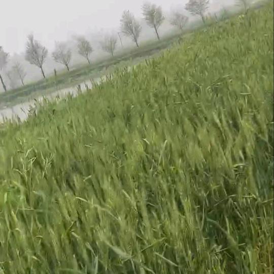 自由人