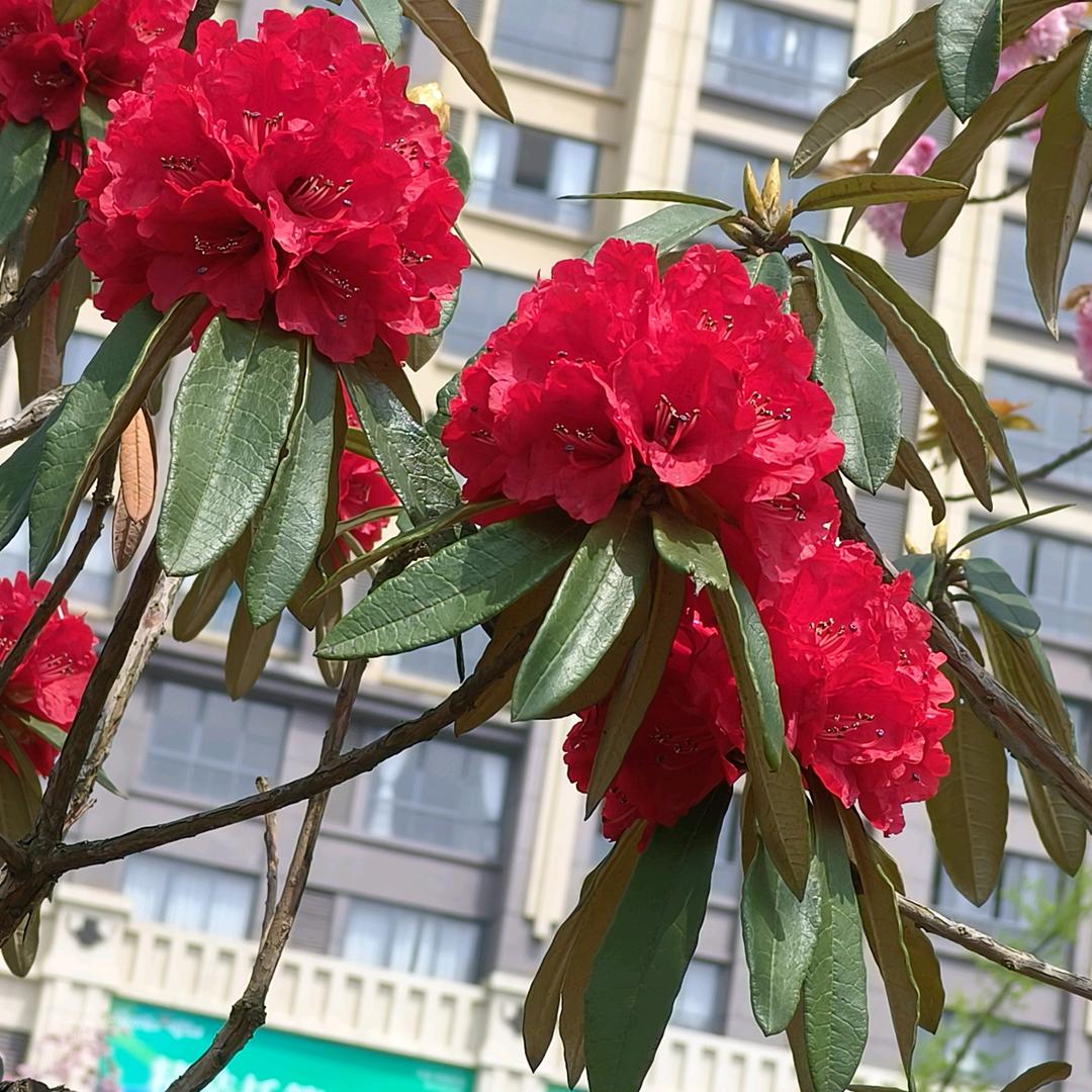 吴桂婷