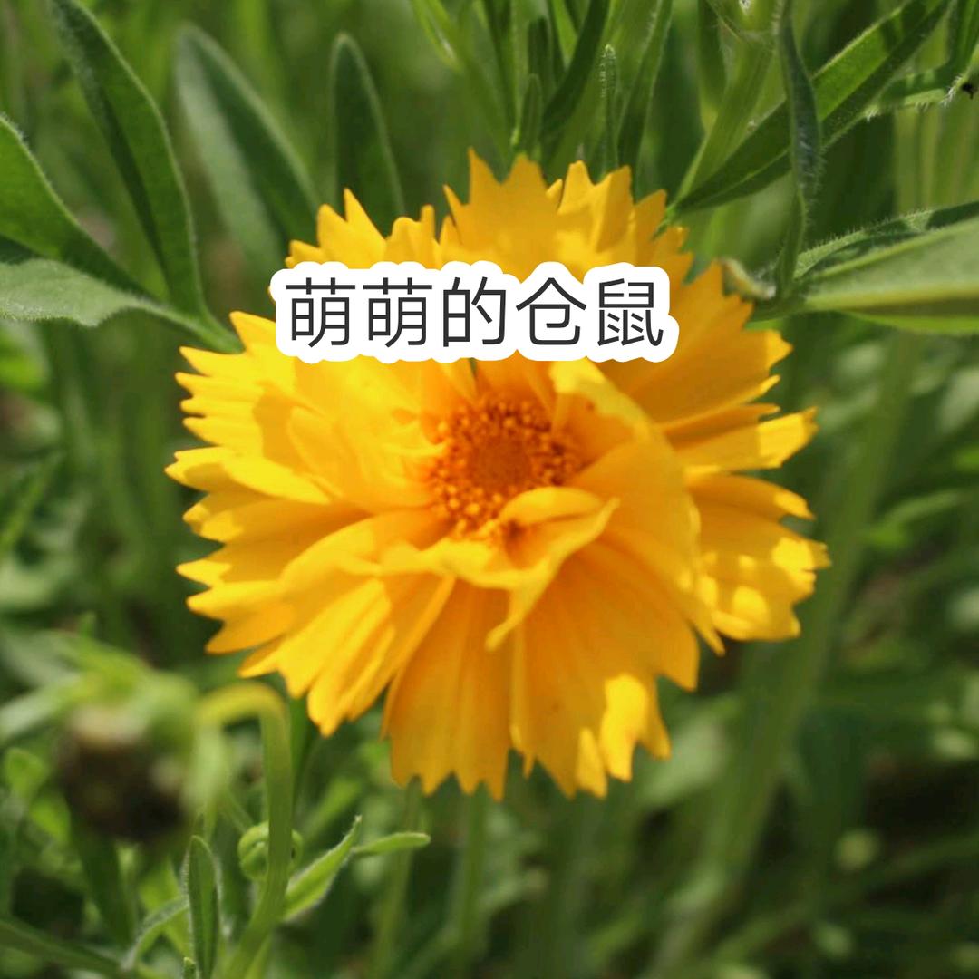 萌萌的仓鼠