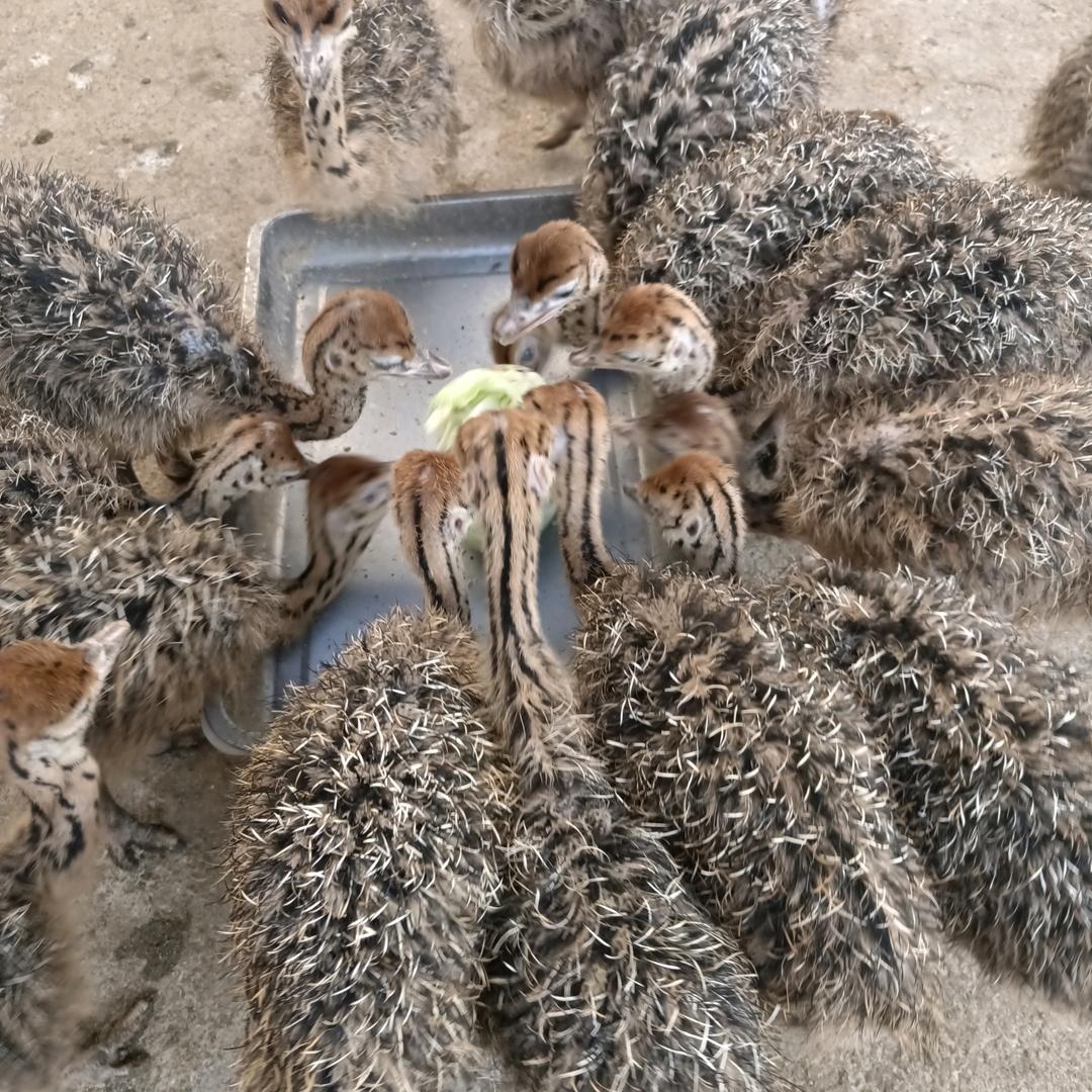 好运来鸵鸟农场