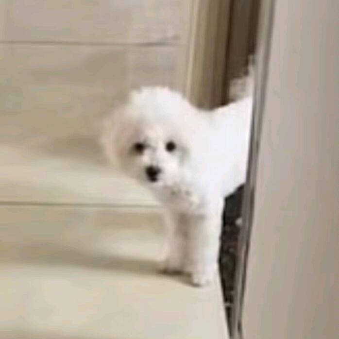 凡凡