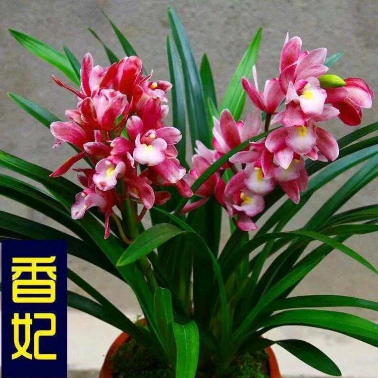 独立姐
